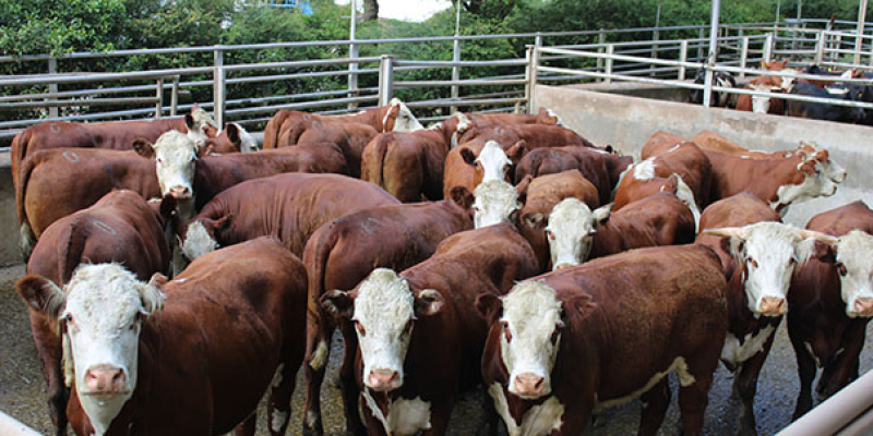 Foto: ABHB/Divulgação