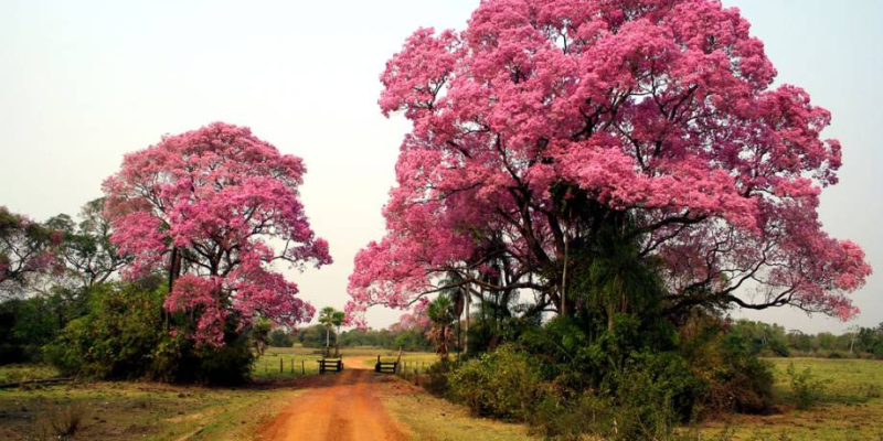 Imagem - Viajar Melhor