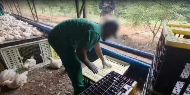 Instalações onde viviam os trabalhadores eram precárias. Fotos: MPT-RS/Divulgação