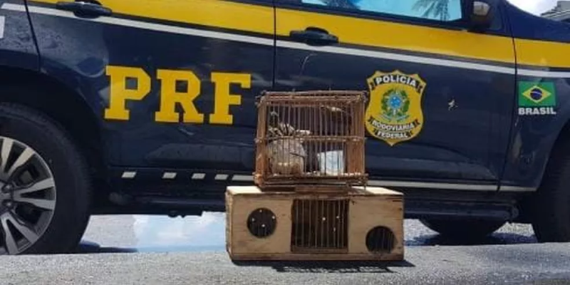 Imagens - PRF/Divulgação