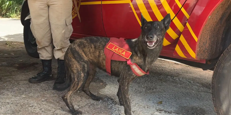 Laika, a bombeira militar de Mato Grosso do Sul, nacionalmente reconhecida por seu “bom trabalho fucinheiro”