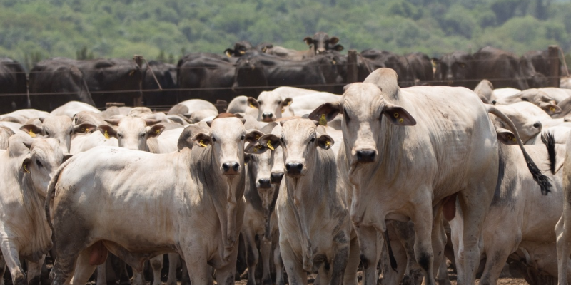 Imagem - Embrapa Gado de Corte
