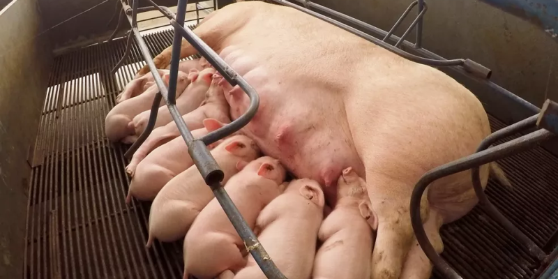 Criadores de suínos estão otimistas com mercado — Foto: Reprodução/TV TEM