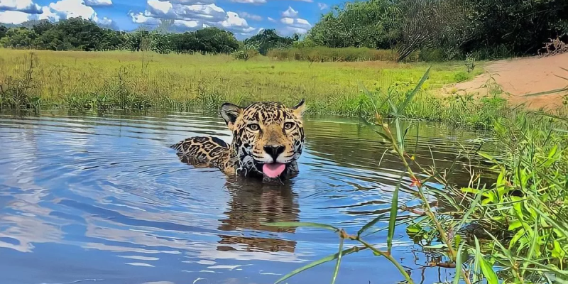 Onça Matí foi escolhida para participar da novela Pantanal (Foto: Divulgação/Instituto Nex)