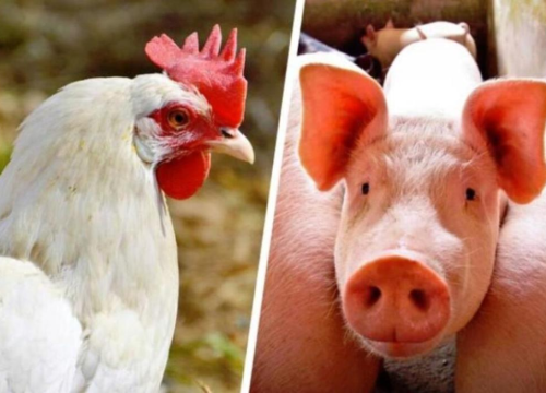 Segundo a ABPA, pela primeira vez, receita com exportação de carne de frango superou US$ 1 bilhão em um mês