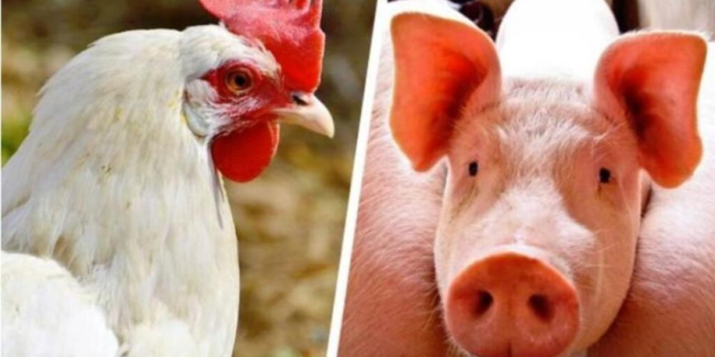 Segundo a ABPA, pela primeira vez, receita com exportação de carne de frango superou US$ 1 bilhão em um mês