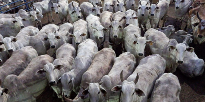 No primeiro trimestre de 2025, fêmeas representaram 47% do total de animais abatidos