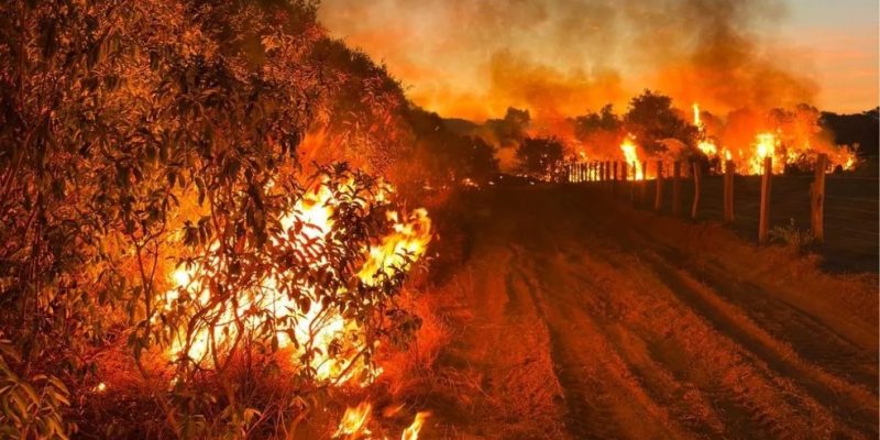 Estima-se que, nos últimos cinco anos, os incêndios tenham degradado cerca de 9% da vegetação do bioma