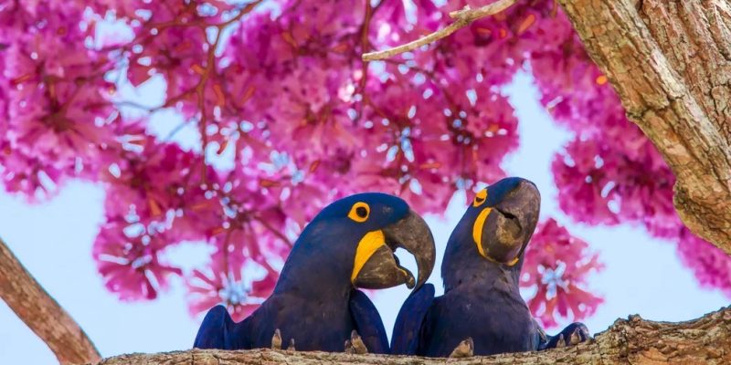 Casal de araras-azuis trocam chamegos em ipê-rosa — Foto: Amaury Antônio Alves dos Santos