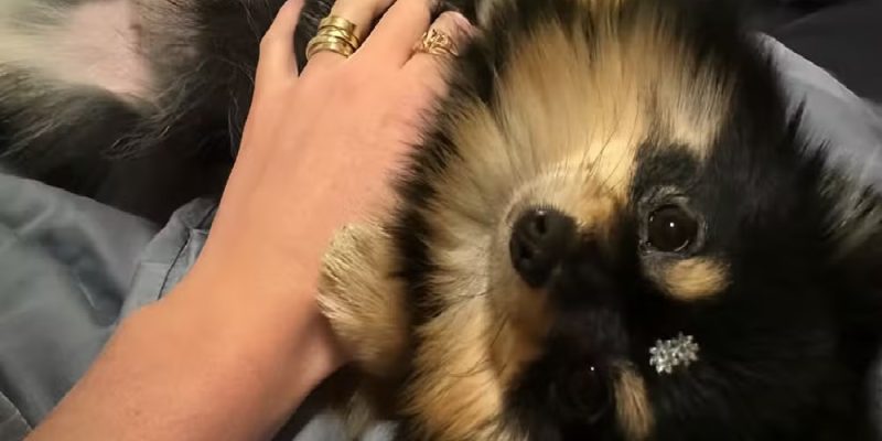 lulu