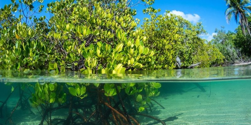 Ecossistemas costeiros como os manguezais fornecem comida e sustento a mais de 1 bilhão de pessoas