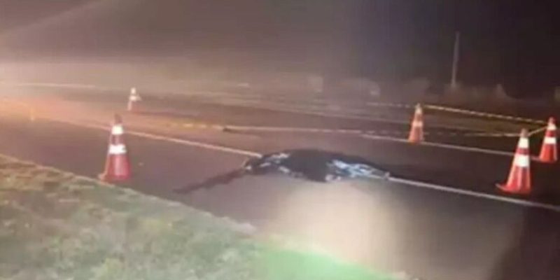 O corpo de Melquíades foi encontrado no meio da pista, cercado pelos destroços de sua bicicleta