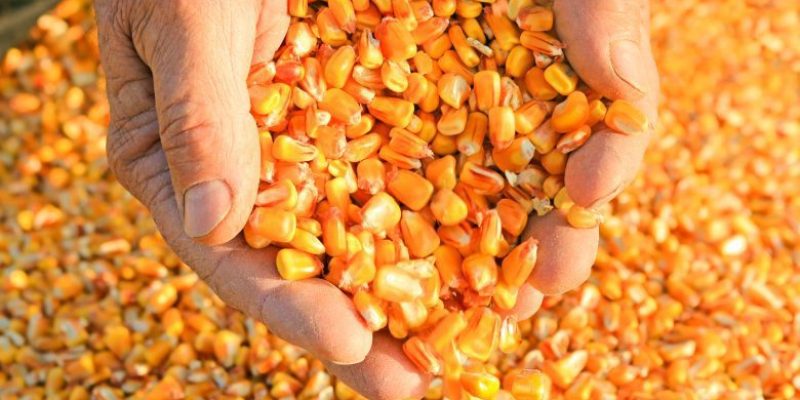 O indicador do milho do Cepea, calculado com base nos preços praticados em Campinas (SP), recuou pelo segundo dia consecutivo