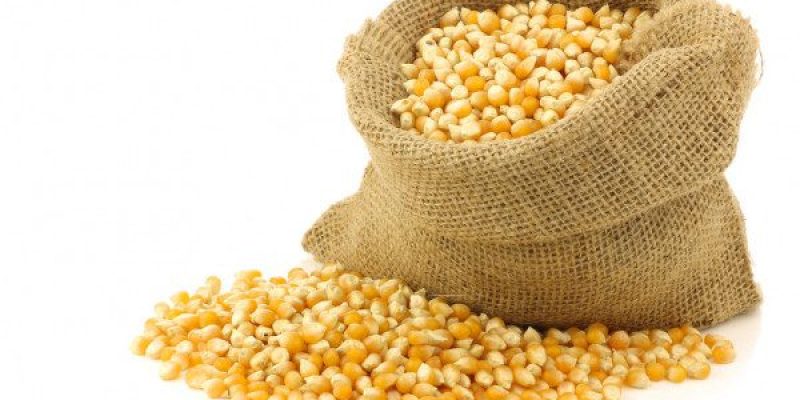 Cotações do cereal também caíram no exterior, influenciadas pelo avanço do plantio nos Estados Unidos