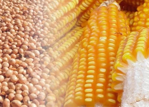 Farelo de soja é a principal fonte de proteína utilizada na nutrição animal