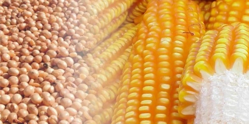 Farelo de soja é a principal fonte de proteína utilizada na nutrição animal