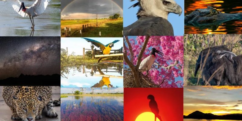 Fotos mostram um pouco da fauna e flora pantaneira. — Foto: Reproduções