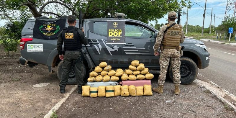 Droga apreendida pelo DOF (Foto: Assessoria/Divulgação)