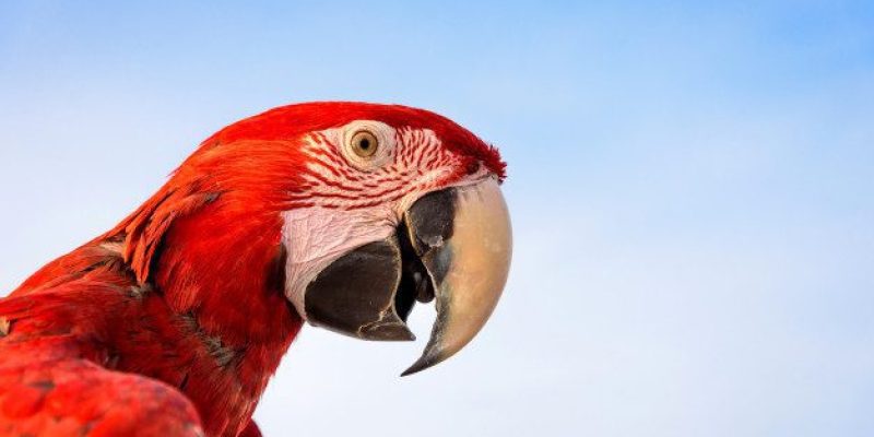 passaro-de-arara-escarlate-com-fundo-de-ceu-azul_45264-23