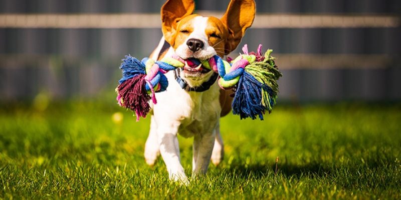 Programa vai contribuir com o bem-estar animal