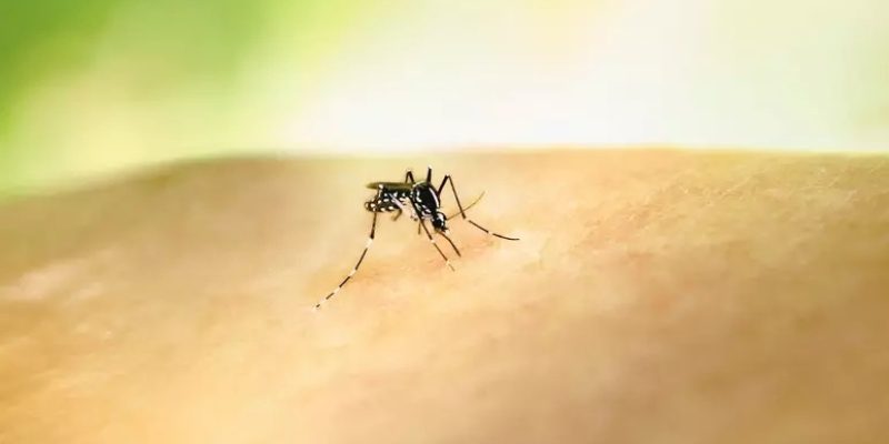 Foto: National Institute of Allergy/Unsplash