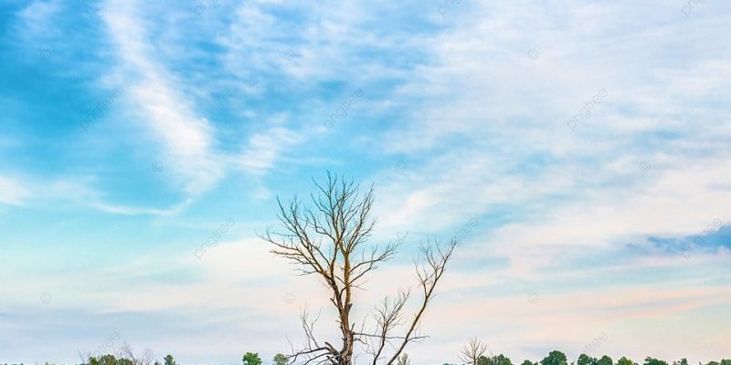 pngtree-sunset-over-lonely-dry-tree-on-the-field-with-yellow-flowers-image_1606209