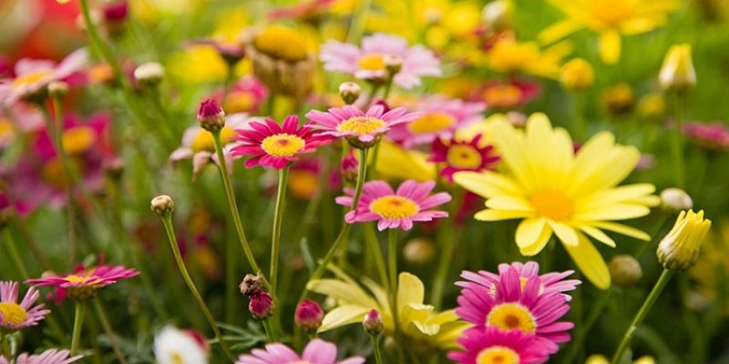 Primavera é a estação das flores