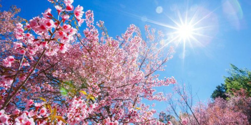 primavera-rosa-flor-de-cerejeira-em-dia-ensolarado-ceu-azul-com-raio-de-sol_37778-161