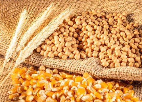Já a soja avançou na sessão desta terça após um corte nas estimativas de produção americanas