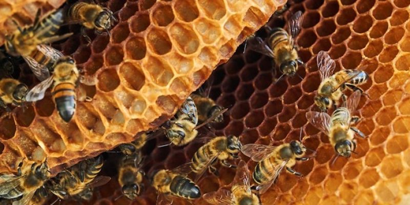 propolis07