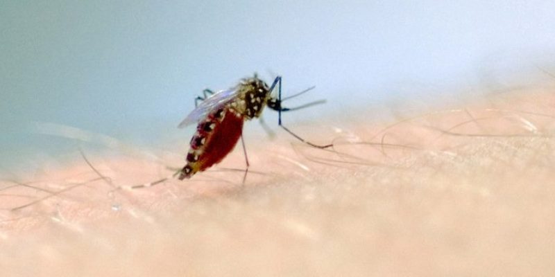 O mosquito passa por quatro etapas no seu desenvolvimento: ovo, larva, pupa e adulto