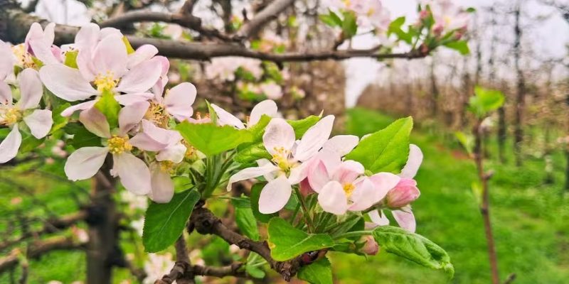 A primavera é a época da florada das macieiras — Fotos: Carlos Bado/Rasip
