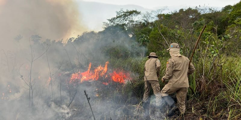 Fotos: Centro de Proteção Ambiental/CBM-MS