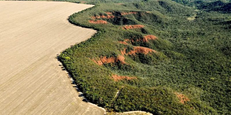 Cerrado ultrapassou Amazônia; e 97% da supressão foi para agropecuária - Imagem - Adriano Gambarini