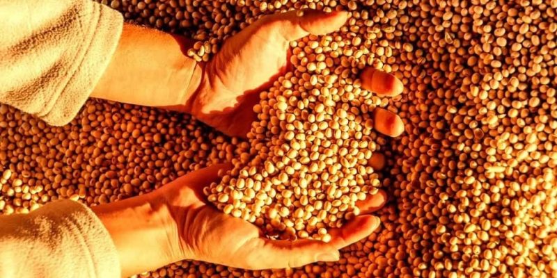 O tamanho da safra nacional, após os efeitos climáticos, ainda domina as atenções do mercado