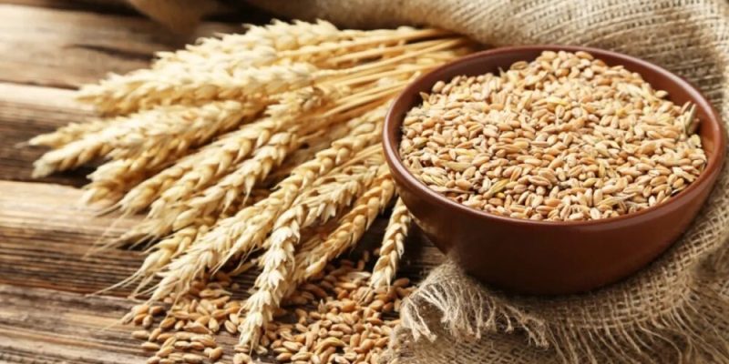 Fenômeno climático tem potencial também para afetar a qualidade do cereal nacional