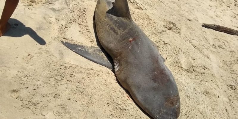 Animal foi morto no último domingo, no litoral de Cascavel
Foto: VC Repórter