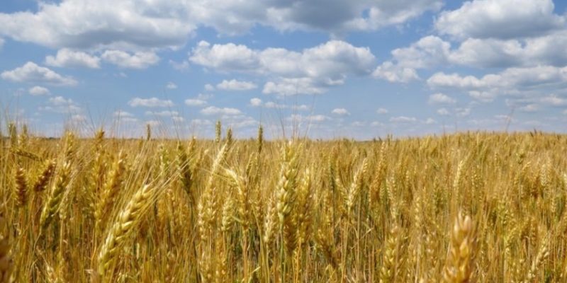 Plantação de trigo na Ucrânia; país é um dos principais exportadores do cereal no mundo